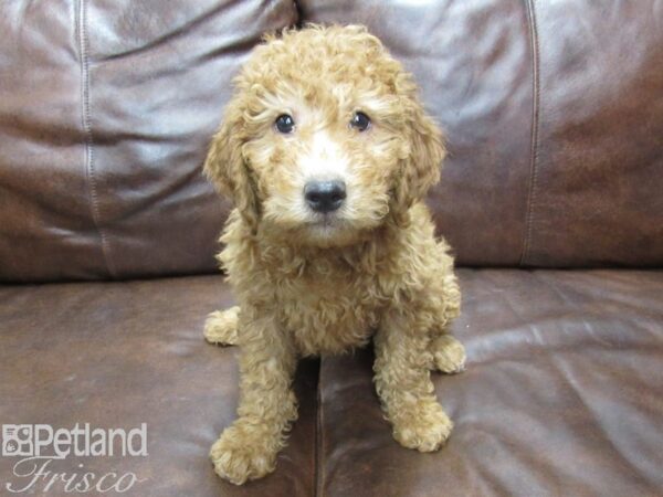 F1B Mini Goldendoodle-DOG-Male-Red-25243-Petland Frisco & Mckinney, Texas