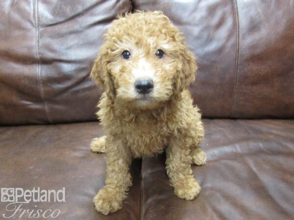 F1B Mini Goldendoodle DOG Male Red 25243 Petland Frisco, Texas