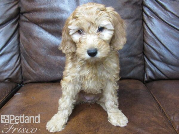 F1B Mini Goldendoodle DOG Female Red 25244 Petland Frisco, Texas