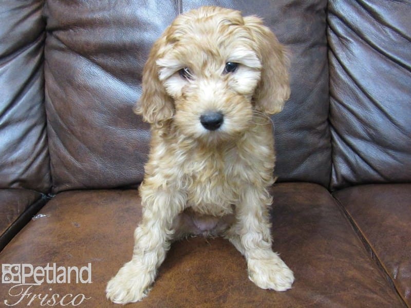 F1B Mini Goldendoodle-DOG-Female-Red-2679757-Petland Frisco, Texas