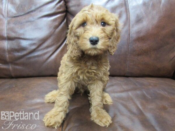 F1B Mini Goldendoodle DOG Female Red 25241 Petland Frisco, Texas