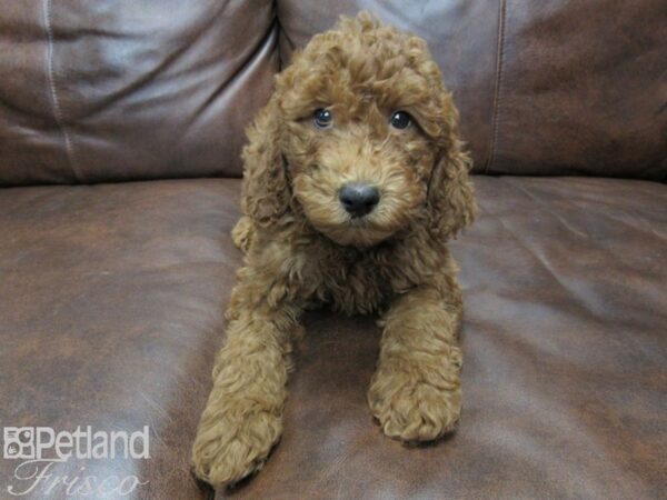 F1B Mini Goldendoodle DOG Male Red 25242 Petland Frisco, Texas