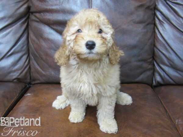 F1B Mini Goldendoodle DOG Female Golden 25240 Petland Frisco, Texas