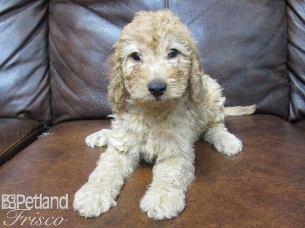 F1B Mini Goldendoodle-DOG-Female-golden-25239-Petland Frisco, Texas