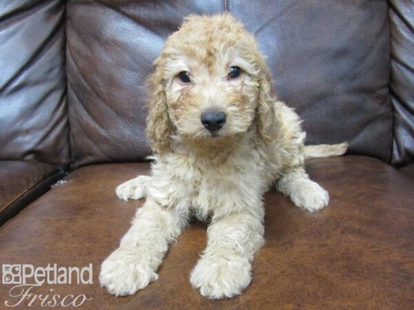 F1B Mini Goldendoodle DOG Female golden 25239 Petland Frisco, Texas