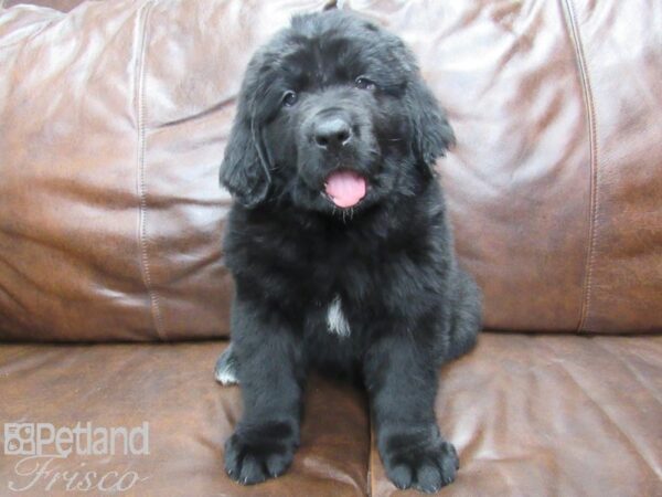 Newfoundland-DOG-Female-Black-25236-Petland Frisco, Texas