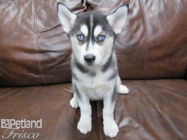 Siberian Husky DOG Female Black & White 25235 Petland Frisco, Texas