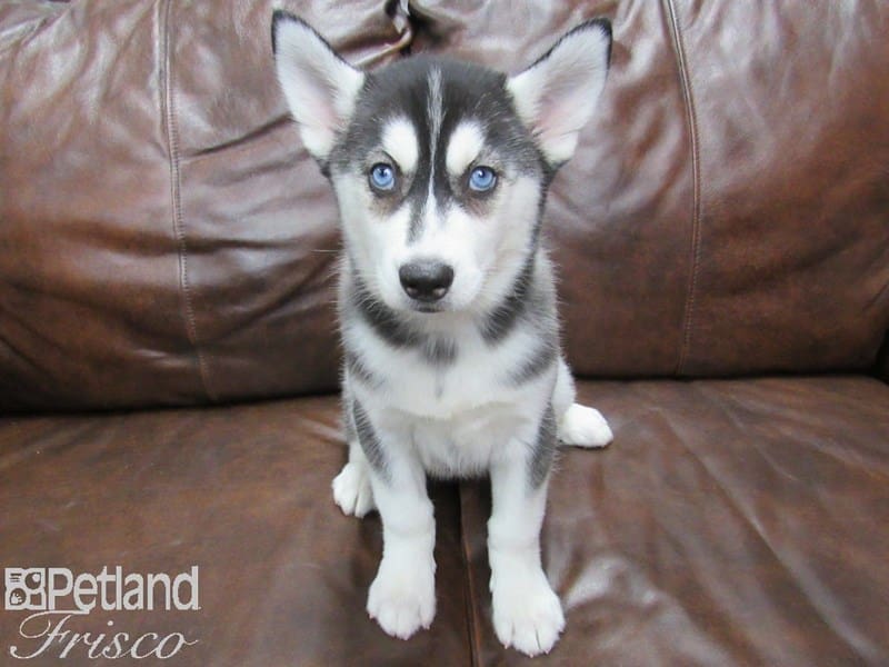 Siberian Husky-DOG-Female-Black & White-2679925-Petland Frisco, Texas