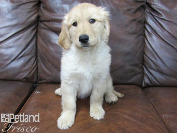 Golden Retriever-DOG-Female-Golden-25233-Petland Frisco & Mckinney, Texas