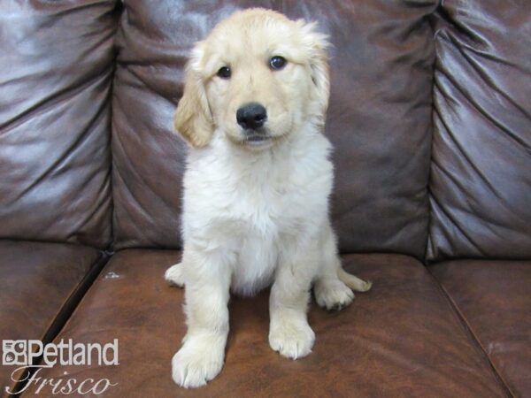 Golden Retriever DOG Female Golden 25233 Petland Frisco, Texas