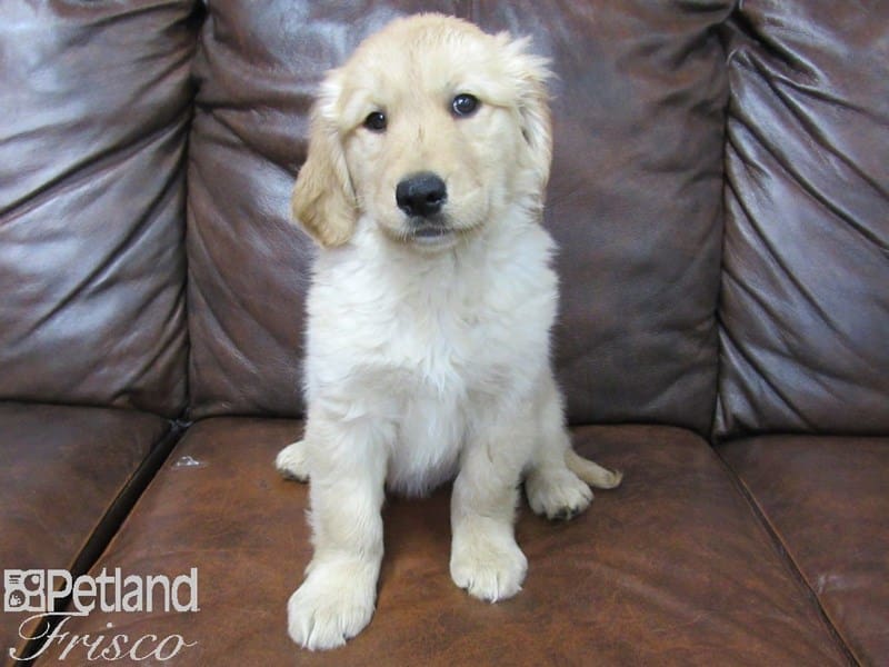 Golden Retriever-DOG-Female-Golden-2679812-Petland Frisco, Texas