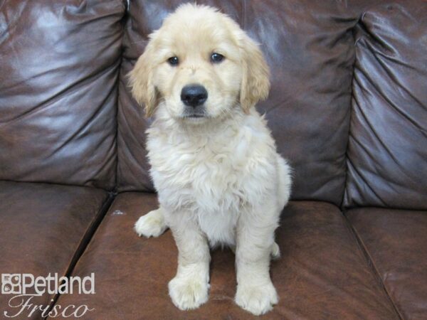 Golden Retriever DOG Male Golden 25232 Petland Frisco, Texas