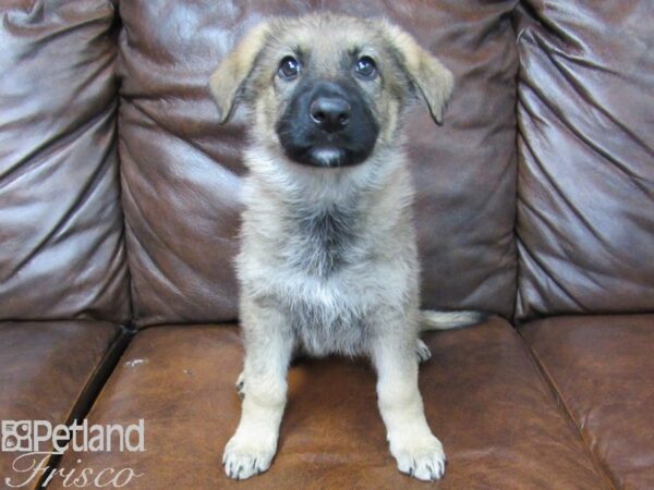 German Shepherd DOG Female Sable 25267 Petland Frisco, Texas