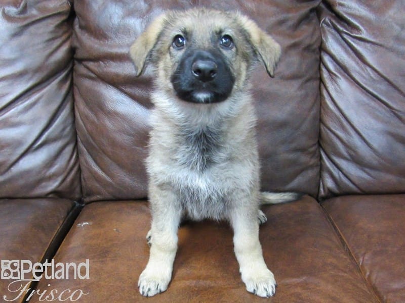 German Shepherd-DOG-Female-Sable-2683328-Petland Frisco, Texas