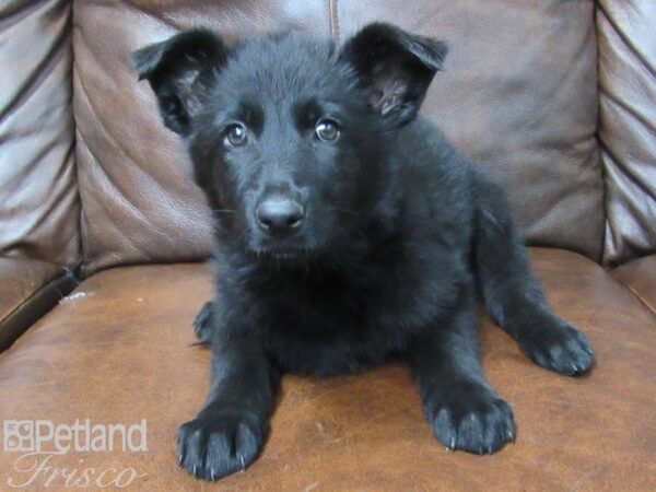 German Shepherd DOG Female Sable 25266 Petland Frisco, Texas