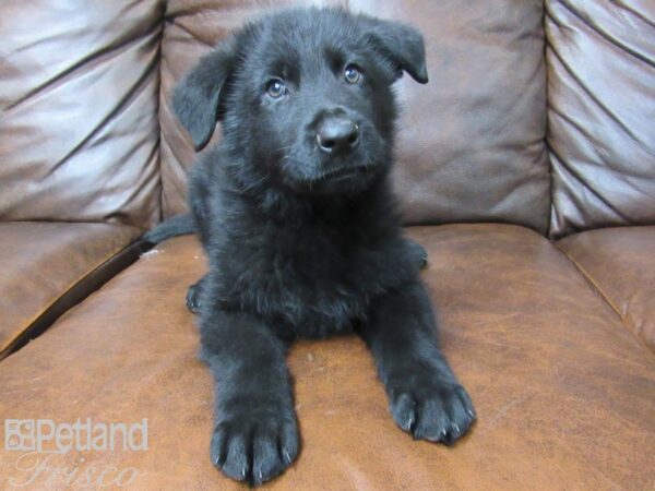 German Shepherd DOG Male Black 25265 Petland Frisco, Texas