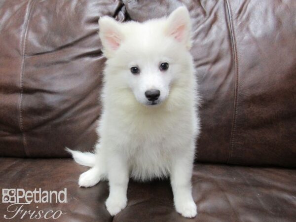 American Eskimo-DOG-Female-White-25268-Petland Frisco & Mckinney, Texas