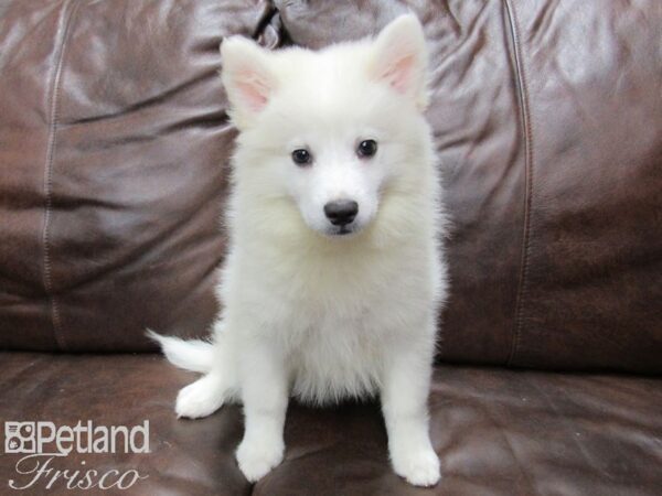 American Eskimo DOG Female White 25268 Petland Frisco, Texas