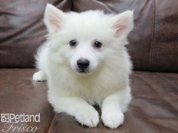 American Eskimo DOG Male White 25269 Petland Frisco, Texas