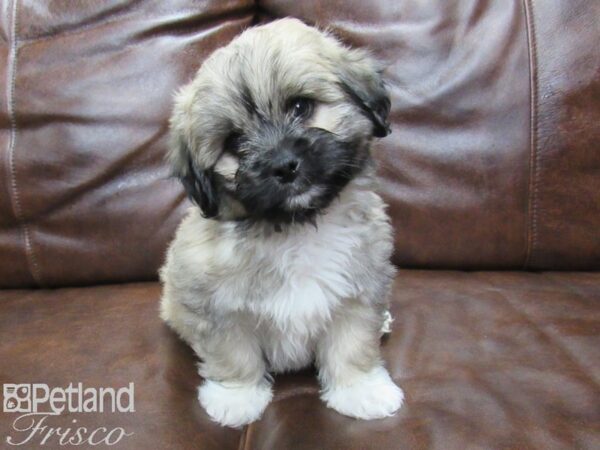 Pekachon-DOG-Male-Brown-25302-Petland Frisco & Mckinney, Texas