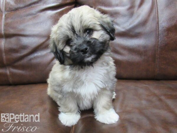 Pekachon-DOG-Male-Brown-25302-Petland Frisco, Texas