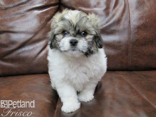 Pekachon-DOG-Male-Brown-25301-Petland Frisco & Mckinney, Texas