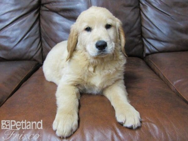 Golden Retriever-DOG-Male-Golden-25293-Petland Frisco, Texas