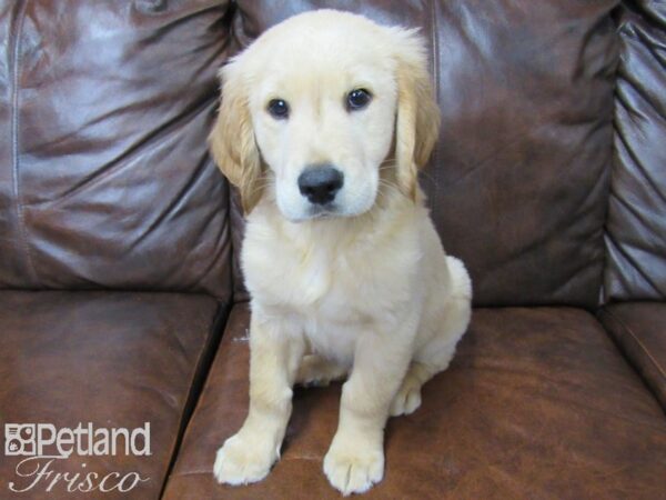 Golden Retriever DOG Male Golden 25292 Petland Frisco, Texas