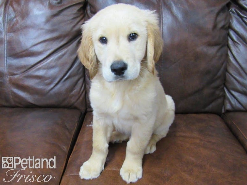 Golden Retriever-DOG-Male-Golden-2689370-Petland Frisco, Texas