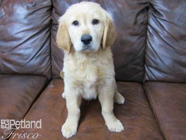 Golden Retriever DOG Male Golden 25290 Petland Frisco, Texas