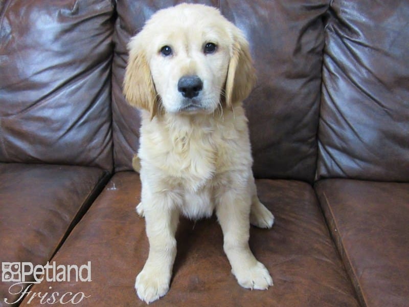 Golden Retriever-DOG-Male-Golden-2689362-Petland Frisco, Texas
