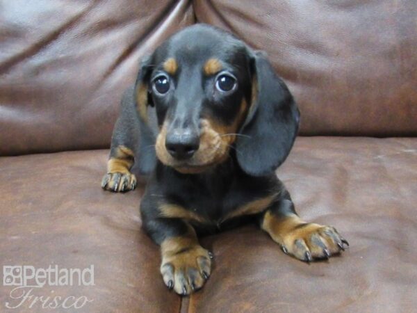 Miniature Dachshund-DOG-Male-Black-25279-Petland Frisco & Mckinney, Texas