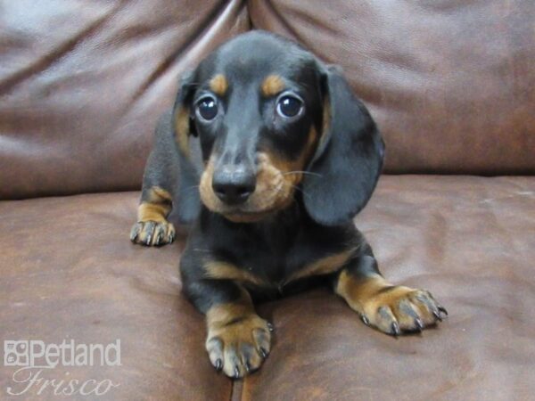 Miniature Dachshund DOG Male Black 25279 Petland Frisco, Texas