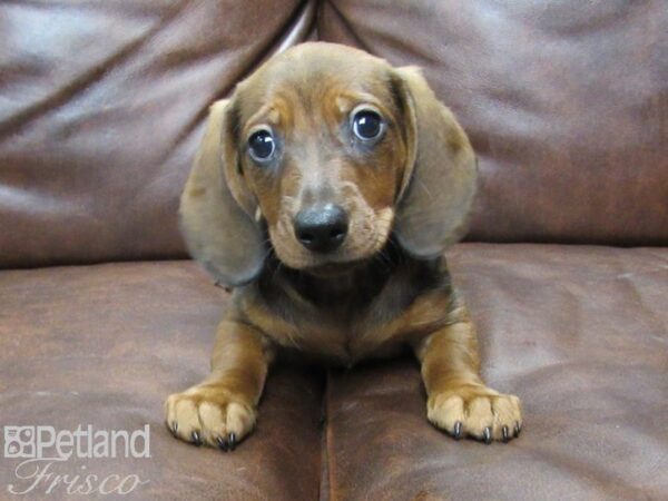 Miniature Dachshund-DOG-Male-Red-25277-Petland Frisco & Mckinney, Texas