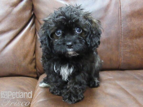 Cavapoo DOG Male Black 25276 Petland Frisco, Texas