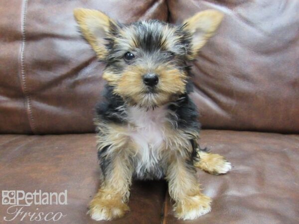 Yorkshire Terrier-DOG-Female-Black & Tan-25275-Petland Frisco & Mckinney, Texas