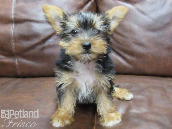 Yorkshire Terrier DOG Female Black & Tan 25275 Petland Frisco, Texas