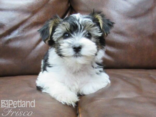 Yorkshire Terrier DOG Male Blk Wht Bl Tn 25274 Petland Frisco, Texas