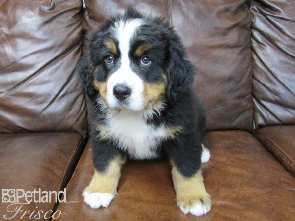 Bernese Mountain Dog DOG Male Tri 25272 Petland Frisco, Texas