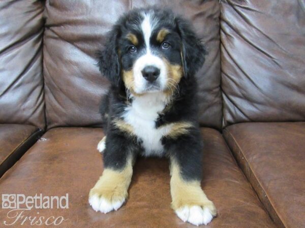 Bernese Mountain Dog DOG Male Tri 25271 Petland Frisco, Texas