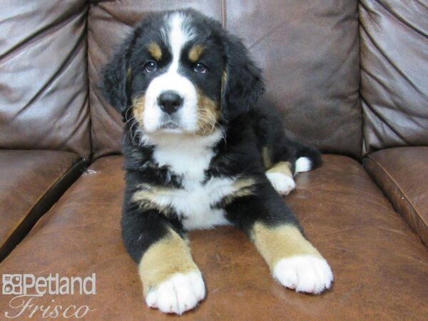 Bernese Mountain Dog DOG Male Tri 25270 Petland Frisco, Texas