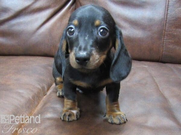 Miniature Dachshund-DOG-Male-Black-25278-Petland Frisco, Texas