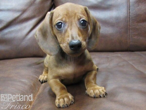 Miniature Dachshund-DOG-Female-Red-25280-Petland Frisco & Mckinney, Texas