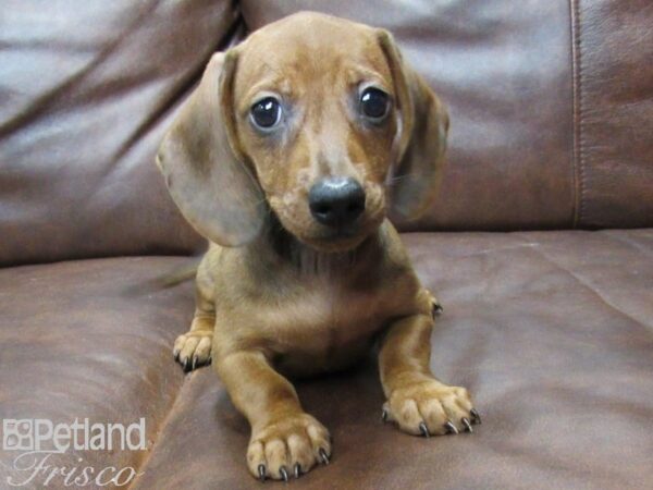 Miniature Dachshund DOG Female Red 25280 Petland Frisco, Texas