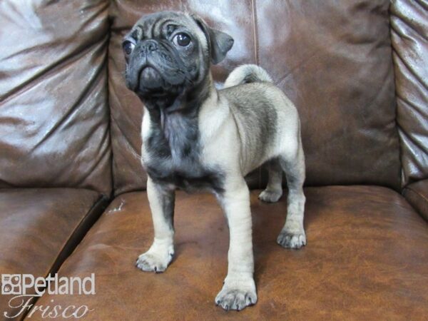 Pug DOG Male Fawn 25281 Petland Frisco, Texas