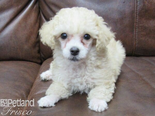 Miniature Poodle DOG Male Cream 25284 Petland Frisco, Texas