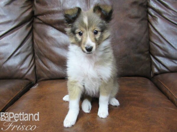 Shetland Sheepdog DOG Female Sable & White 25285 Petland Frisco, Texas