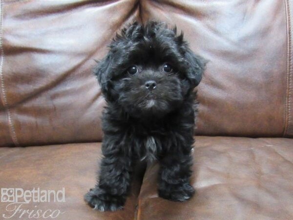 Shihpoo-DOG-Female-Blk & Wht-25286-Petland Frisco, Texas