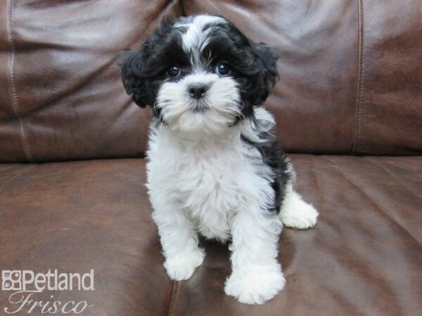 Shihpoo DOG Female Blk & Wht 25287 Petland Frisco, Texas