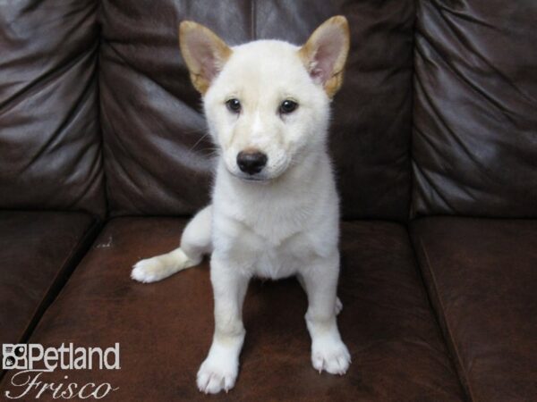 Shiba Inu DOG Male Cream 25289 Petland Frisco, Texas